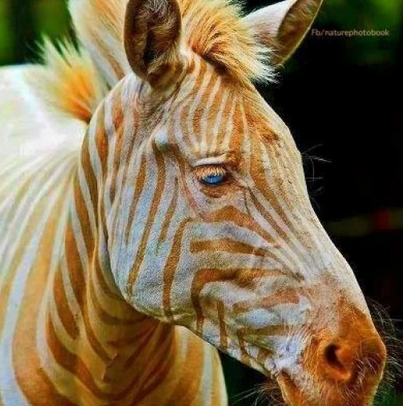 “Zoe” Rare White Zebra