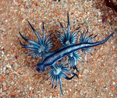 The Blue Dragon AKA Glaucus Atlanticus